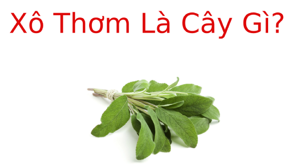 Xô Thơm là cây gì? Công dụng của Xô Thơm