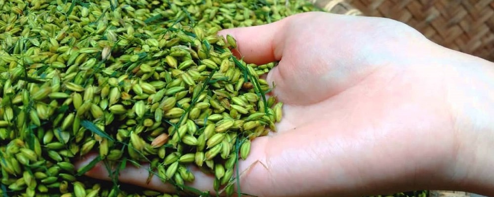 Cốm Làng Vòng - Hương Vị Riêng Mùa Thu Hà Nội
