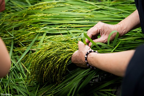 Cốm Làng Vòng - Hương Vị Riêng Mùa Thu Hà Nội