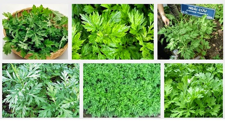 Điều trị bệnh viêm khớp cùng chậu bằng bài thuốc dân gian