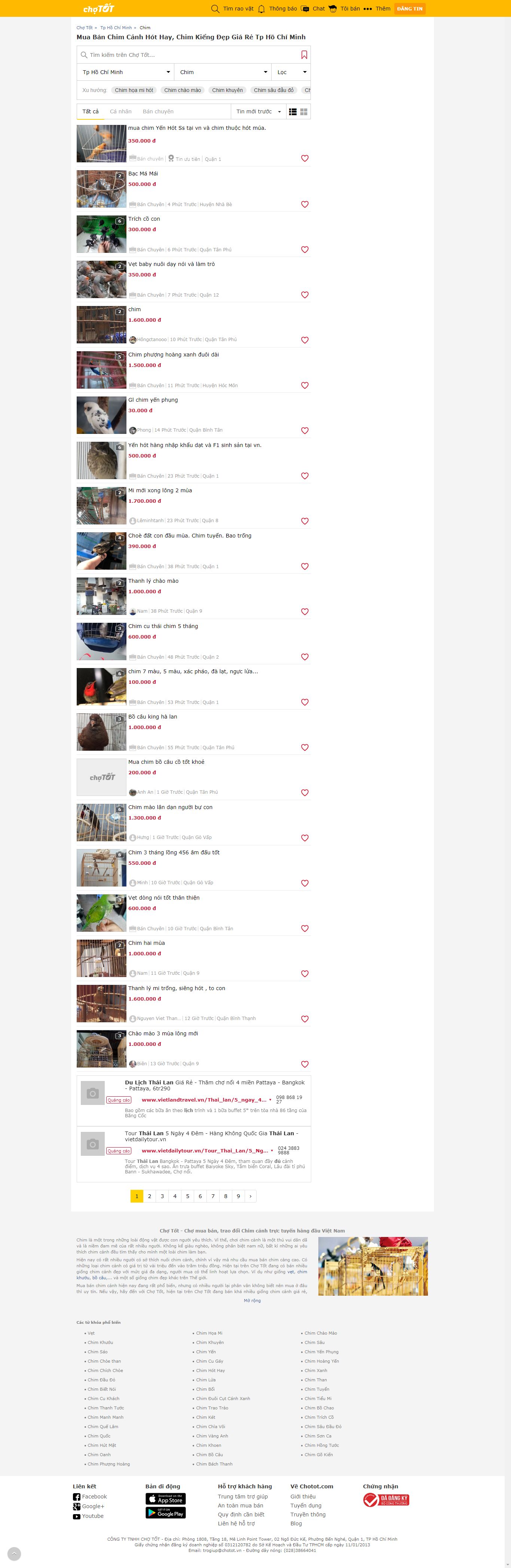 Thiết kế Web chim cảnh chotot.com