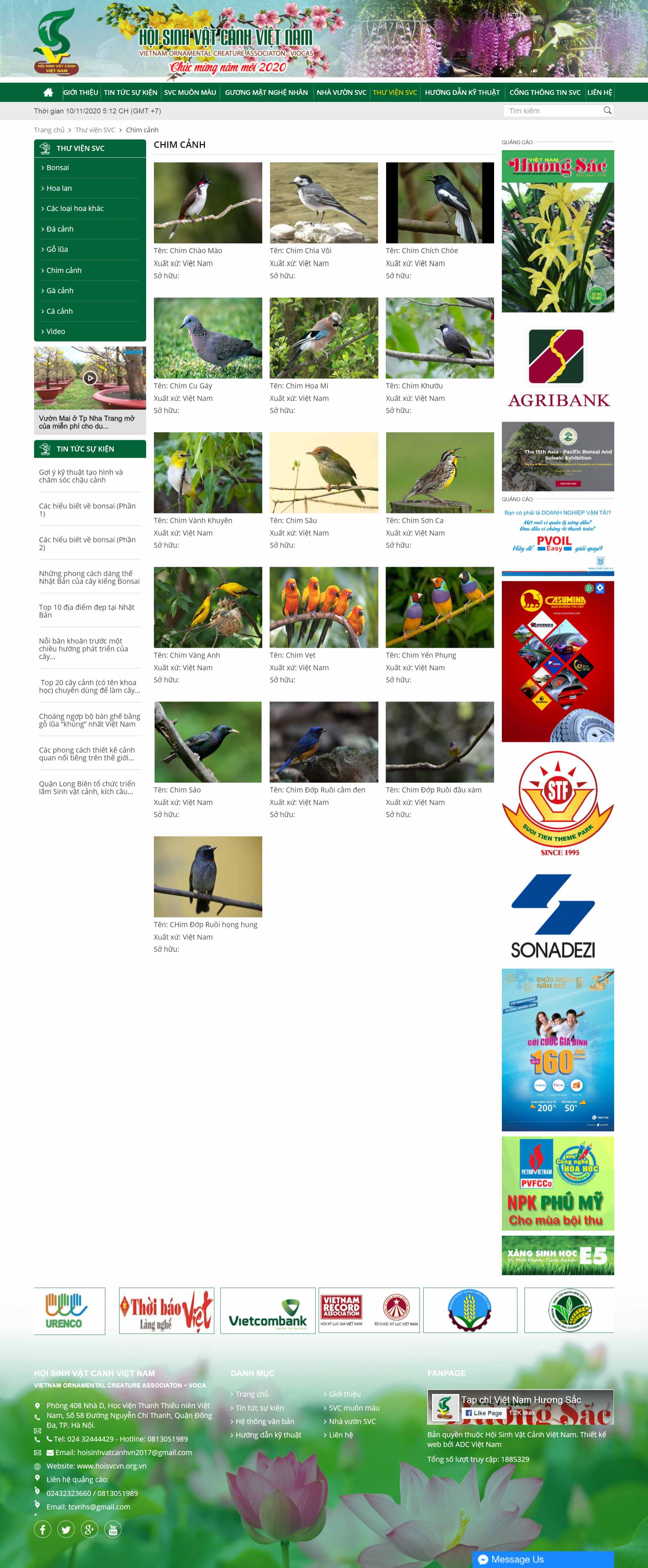 Thiết kế Web chim cảnh hoisvcvn.org.vn