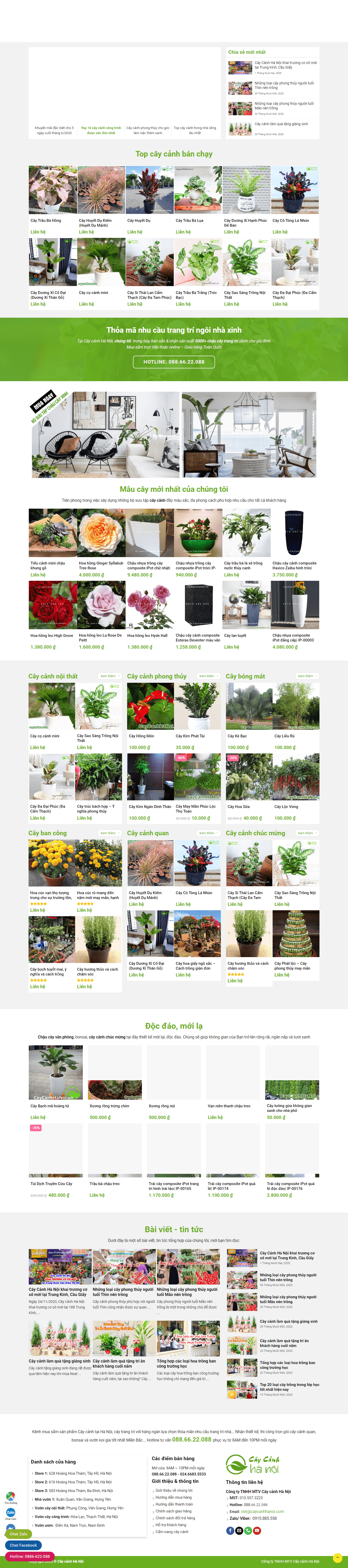 Thiết kế Web bán cá cảnh, cây thủy sinh caycanhhanoi.vn