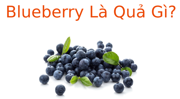 Blueberry là gì? Tại sao phải hạn chế ăn Blueberry?