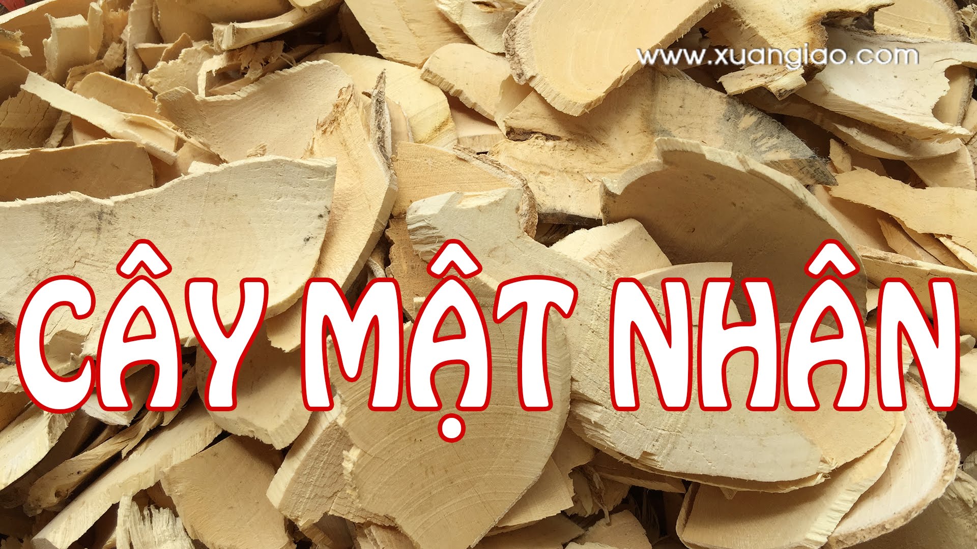 Cây Mật Nhân Là Gì? Tìm Hiểu Về Cây Mật Nhân Là Gì?