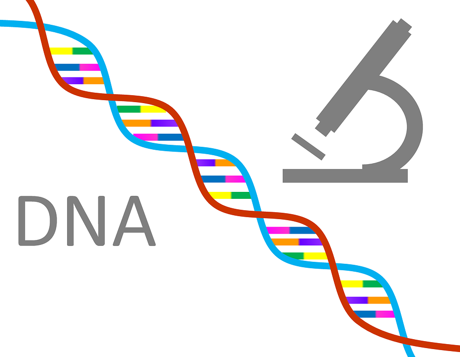 DNA là gì và chức năng chính của DNA để làm gì?