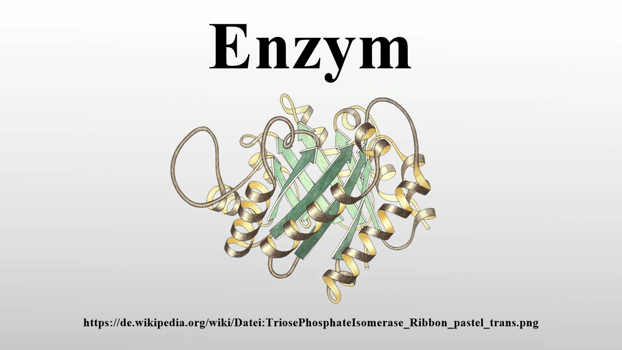 Enzym là gì và thành phần và tính chất của Enzym ra sao?