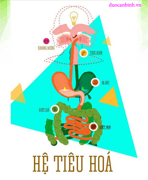 Hệ Tiêu Hóa Là Gì? Tìm Hiểu Về Hệ Tiêu Hóa Là Gì?