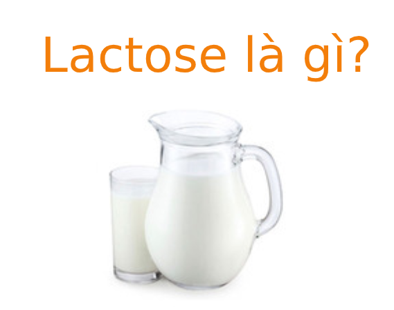Lactose là gì? Vai trò của Lactose