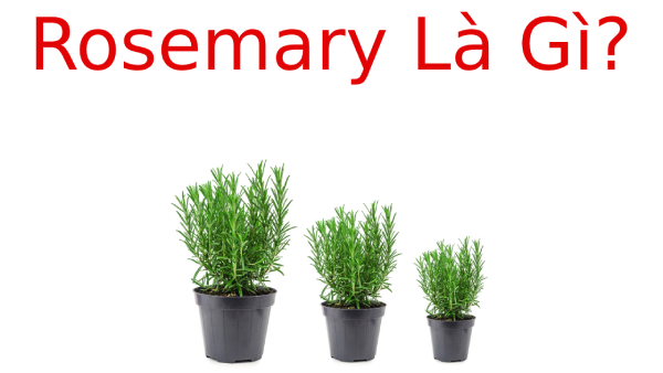 Rosemary là gì? Tác dụng của Rosemary
