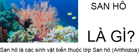 San hô là gì và đặc điểm của san hô như thế nào?