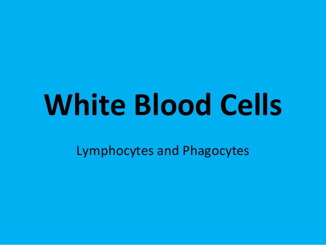 White Blood Cell Là Gì? Tìm Hiểu Về White Blood Cell Là Gì?