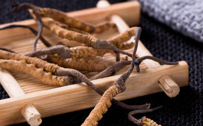 Đông trùng hạ thảo là gì? BẬT MÍ bất ngờ về đông trùng hạ thảo!