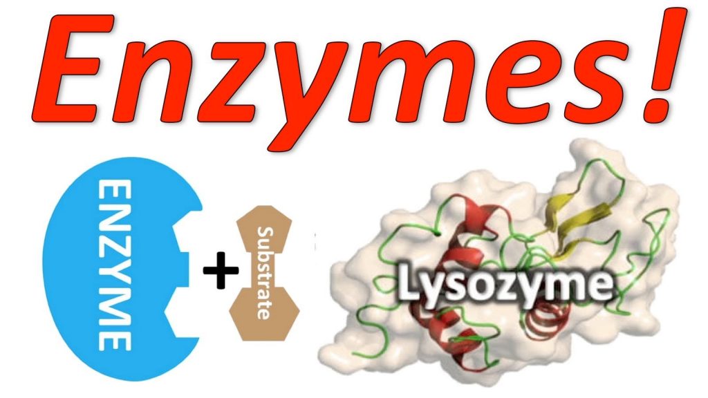 Enzyme là gì? Những ý nghĩa của Enzyme