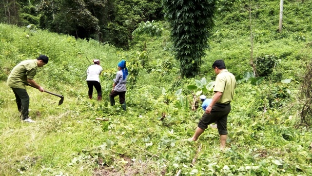 Rừng là gì? Vai trò và Hiện trạng của rừng hiện nay