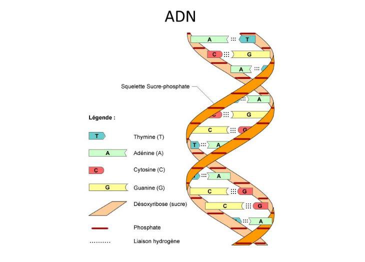 DNA là gì? Những ý nghĩa của DNA