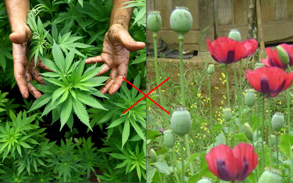 420 là gì? Lịch sử đặc biệt và Ý nghĩa của con số 420