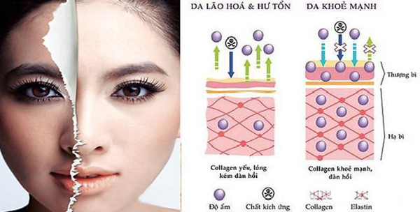 Collagen là gì? Những ý nghĩa của Collagen