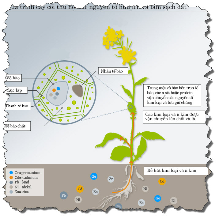 Kim loại nặng là gì? Giải pháp giúp loại bỏ kim loại nặng trong nước