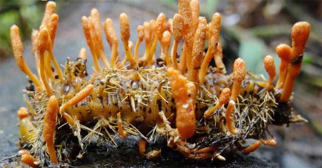 Đông trùng hạ thảo là gì? BẬT MÍ bất ngờ về đông trùng hạ thảo!