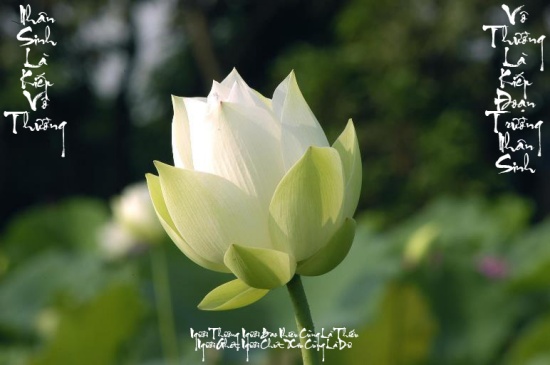 Vô thường là gì? Vô thường là chân lý tuyệt đối?