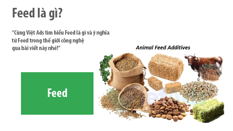 Feed là gì và ý nghĩa từ Feed trong thế giới công nghệ?