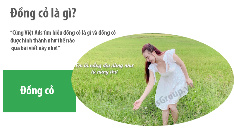 Đồng cỏ là gì và đồng cỏ được hình thành như thế nào?