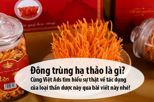 Đông trùng hạ thảo là gì và sự thật về loại thần dược này?