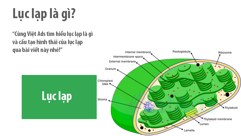 Tổng hợp 86 hình về mô hình lục lạp  NEC