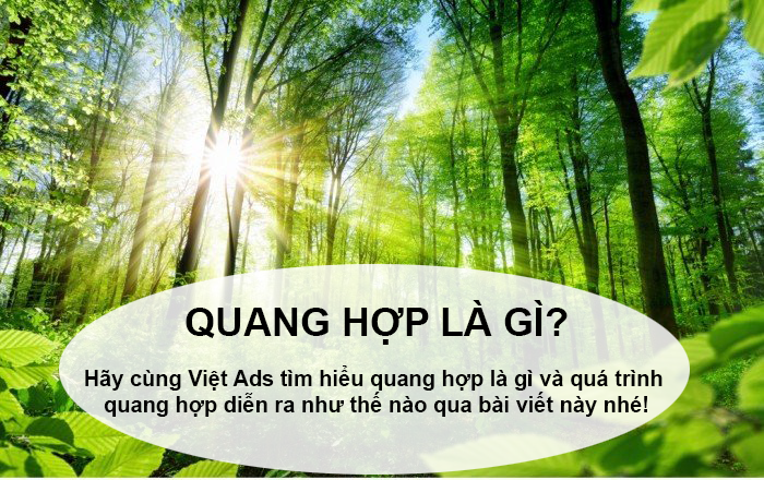 Quang hợp là gì và quá trình quang hợp diễn ra như thế nào?