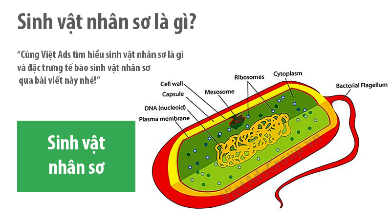 Sinh vật nhân sơ là gì và đặc trưng tế bào sinh vật nhân sơ?